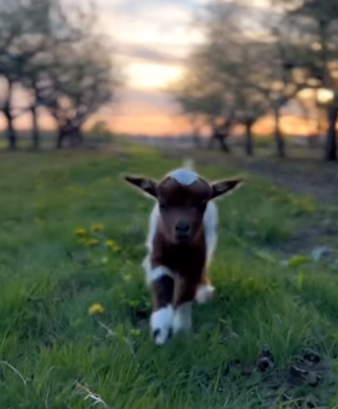 baby goat sunset