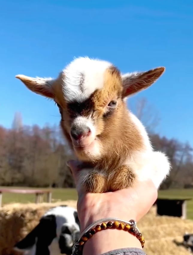 baby goat in hand