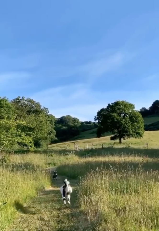 baby goats running in field