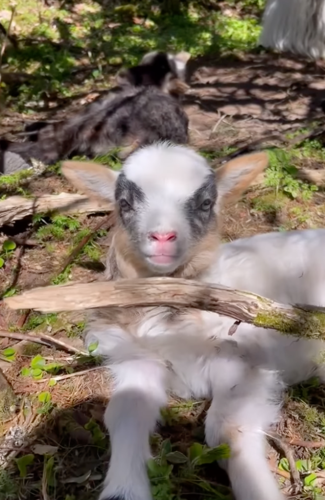 baby goat laying down