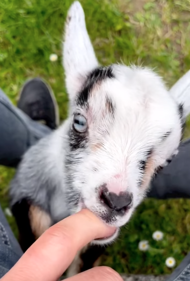 goat bites finger