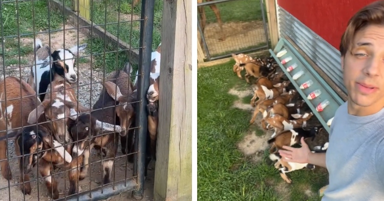 A two-photo collage. The first shows a bunch of baby goats crowded together behind the door of a fence. The second photo shows a teen taking a selfie with those same goats behind him. The baby goats are now drinking milk from a feeding rack.