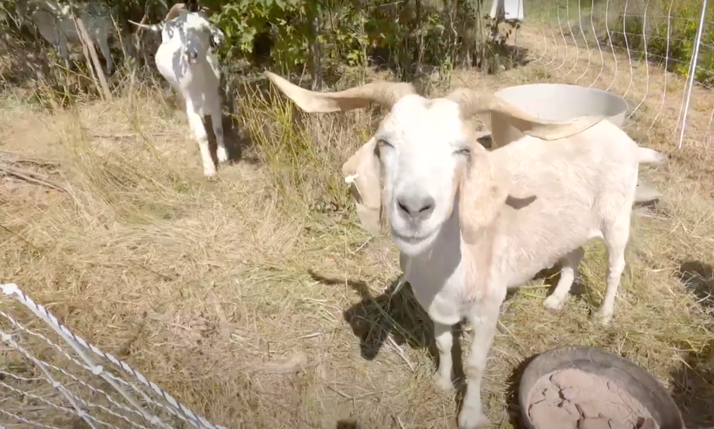 goats eat weeds at park