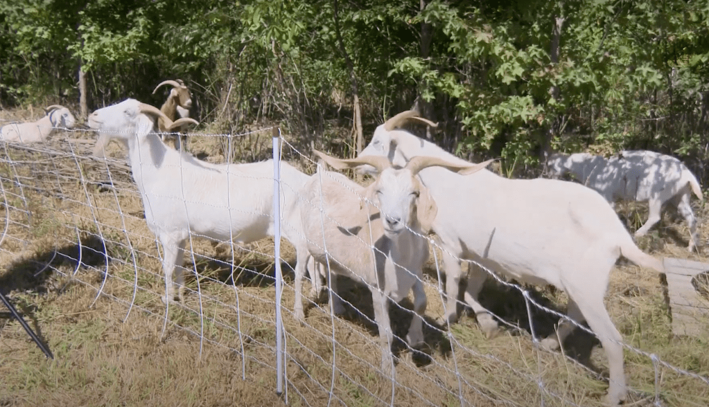 group of goats eat weeds at park