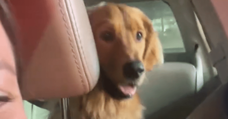 Golden retriever sits in backseat of car waiting for his midnight snack.