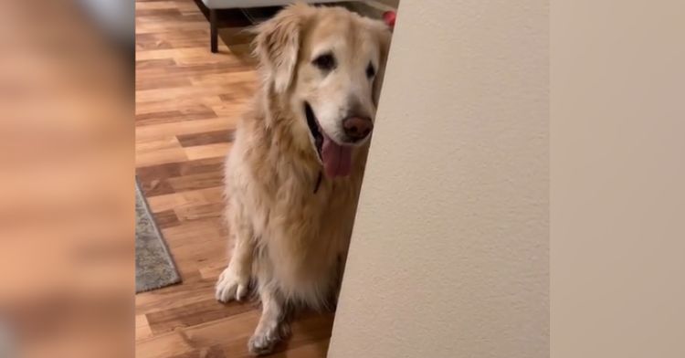 A golden retriever with dementia plays hide and seek.