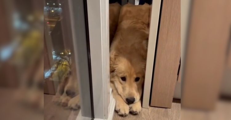 This dog picks a weird place to take a nap.