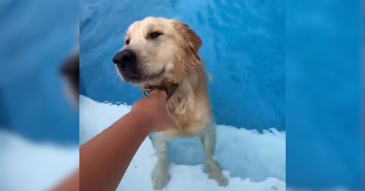 A golden retriever goes for a swim in his neighbor's pool.