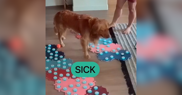 golden retriever with sound buttons