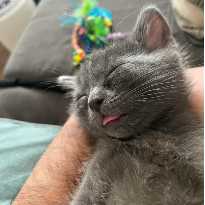 grey cat sleeps with tongue out of mouth