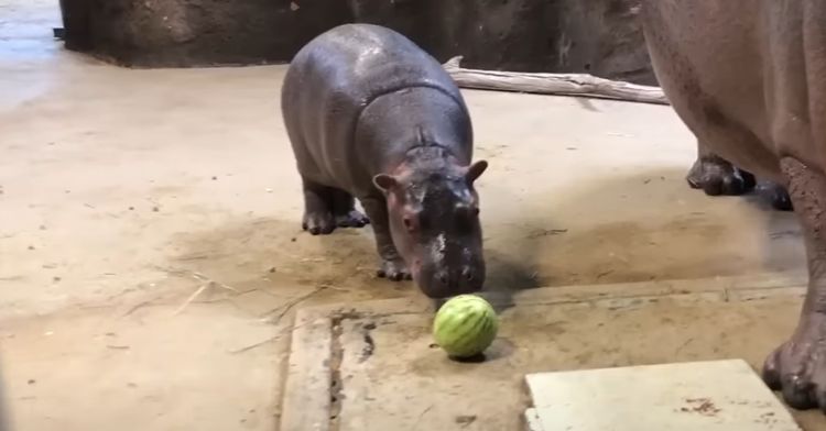 An adorable baby hippo gets his first watermelon.