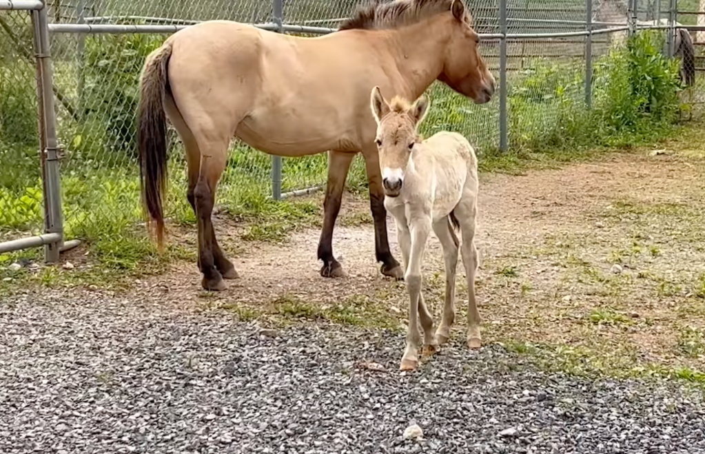 Przewalski's horse filly