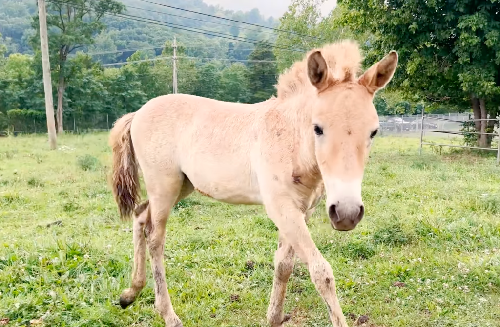 Przewalski's horse filly growing