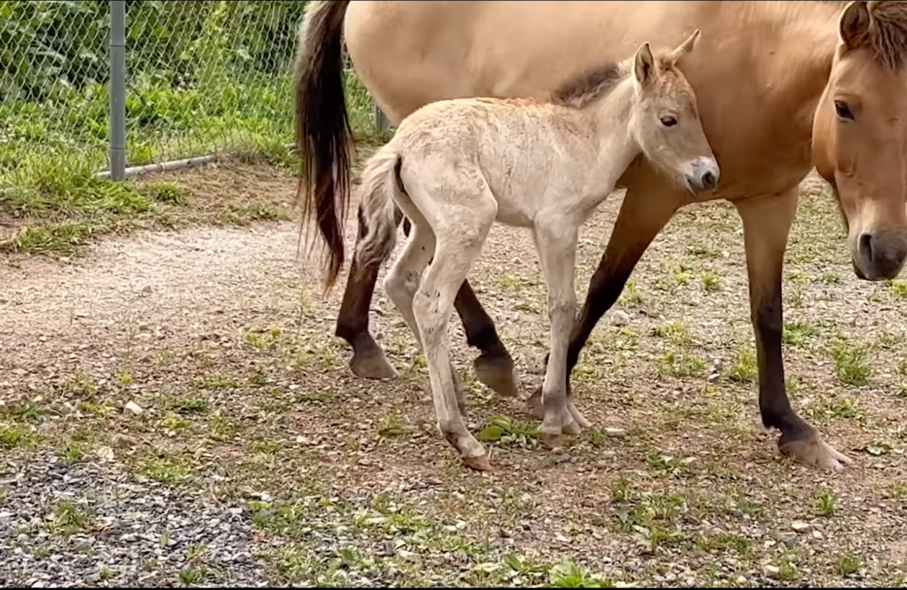 Przewalski's horse filly