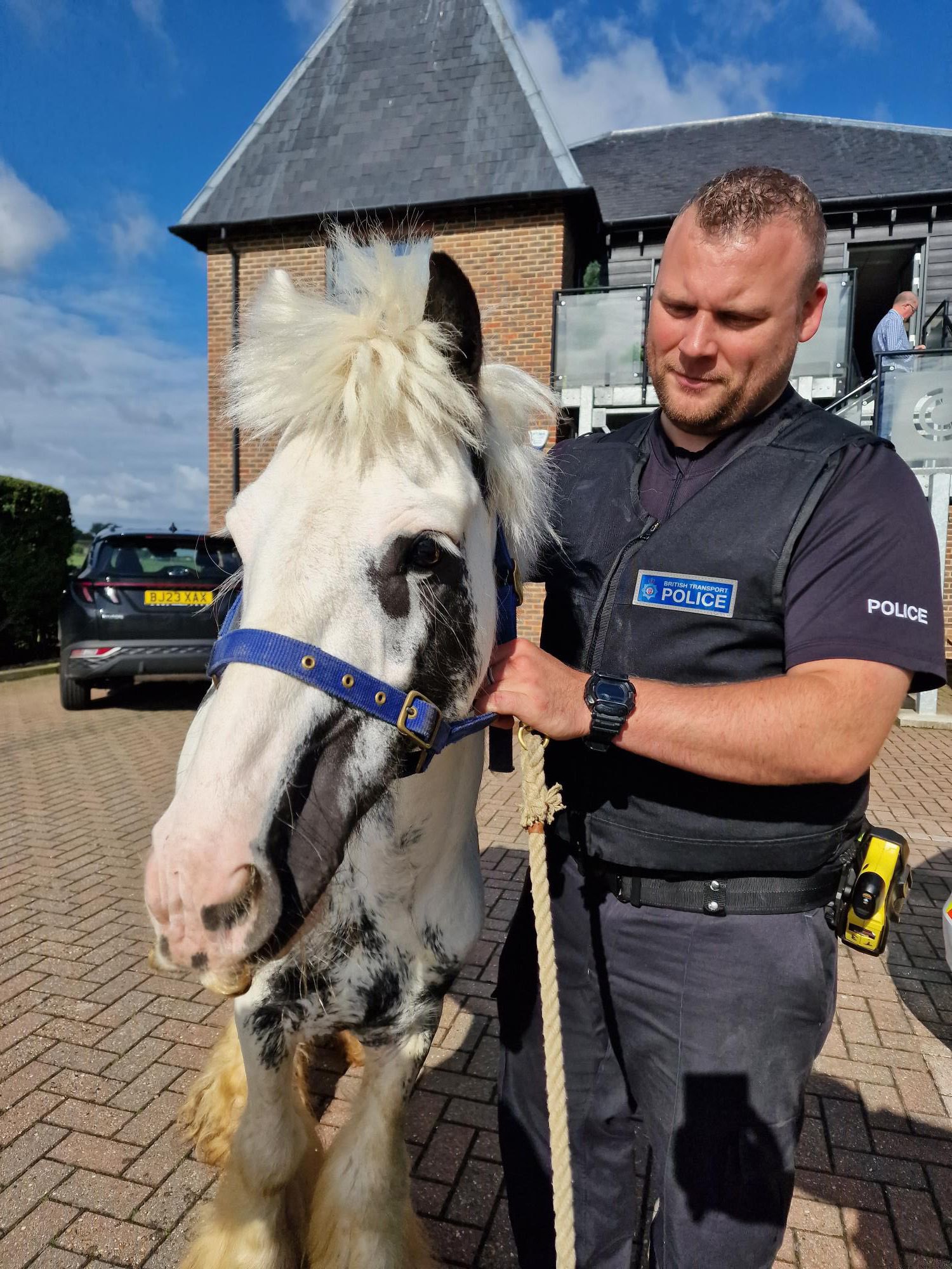 horse and rescuer