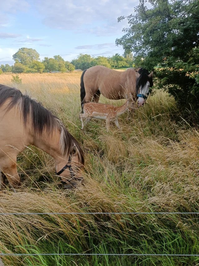 horses being nice to a deer fawn in their pastuere