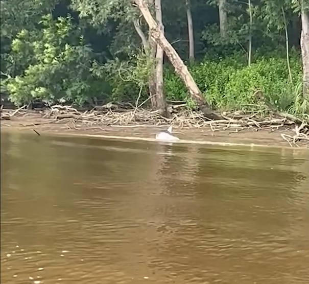 2 Fishermen Stumble Upon A Dolphin In Distress And Turn Heroes In South