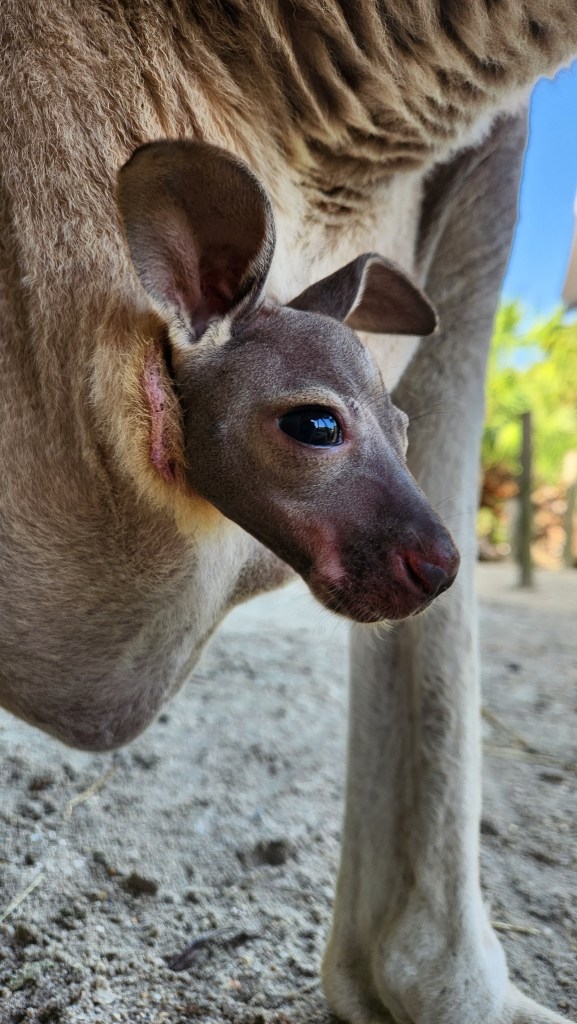 baby kangaroo