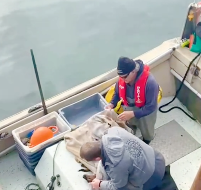 kangaroo fishing boat