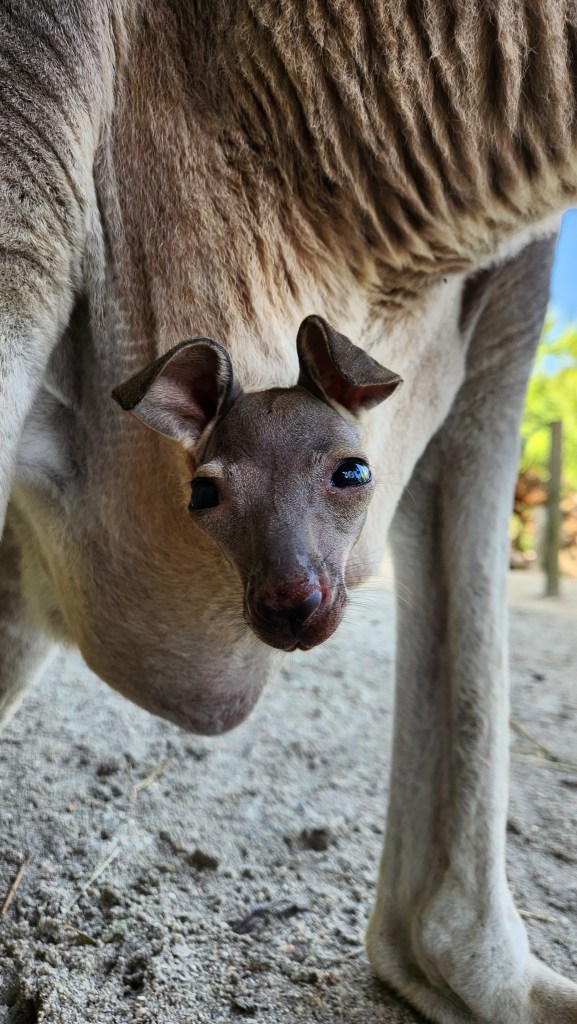 baby kangaroo in pouch