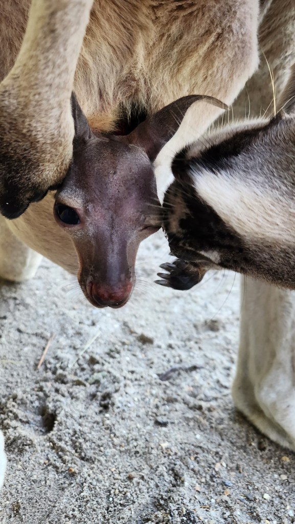 mother kangaroo and baby kangaroo