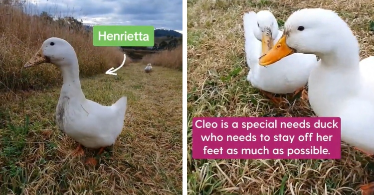 A two-photo collage. The first shows a duck standing in a field. Text reads “Henrietta” and there’s an arrow going from the name to the duck, indicating that’s her name. The second photo shows two ducks standing next to each other. Text on the screen reads “Cleo is a special needs duck who needs to stay off her feet as much as possible.”