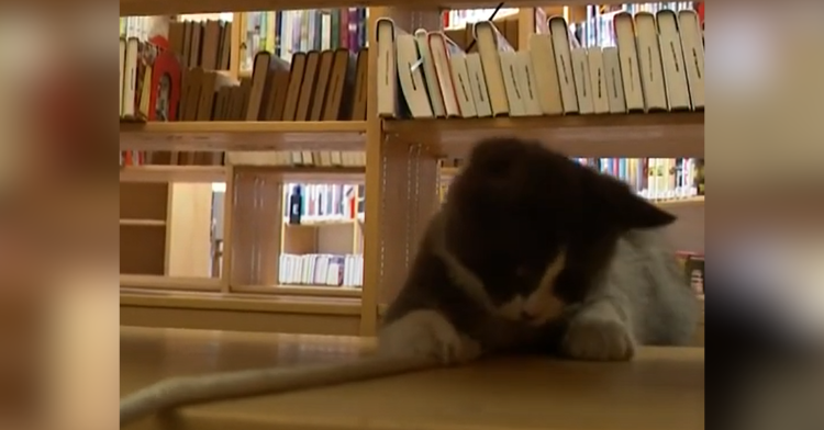 kitten plays with books in the background