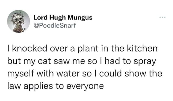 meme about knocking plant over in kitchen