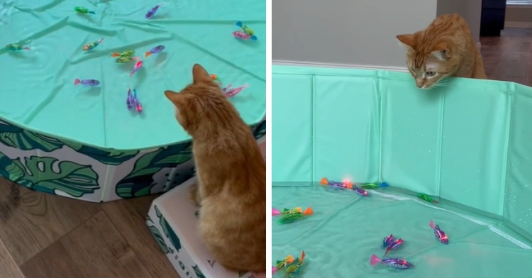 A two-photo collage. The first is a top-down view of a cat looking into a small pool with robot fish swimming around. The second photo shows that same cat but now we can see his face as he looks around at the fish.