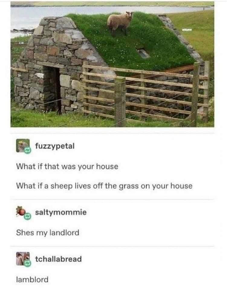 lamb on top of a house