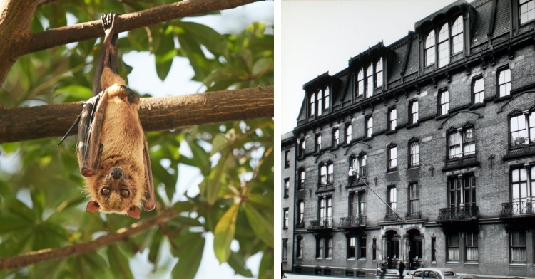 A two-photo collage. The first shows a bat hanging upside down from a tree. The second shows the oldest apartment house in New York City, 142 East 18th Street, Manhattan