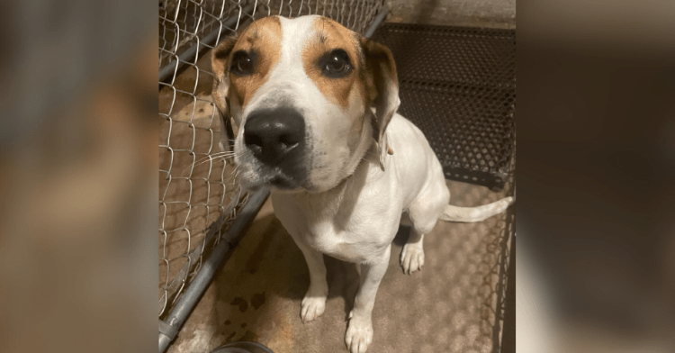 Lola, the dog who flagged down police to find a home.