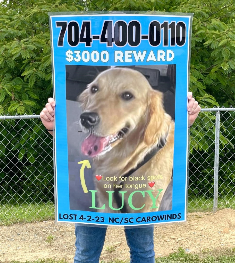 A missing poster to help find Lucy the golden retriever. 