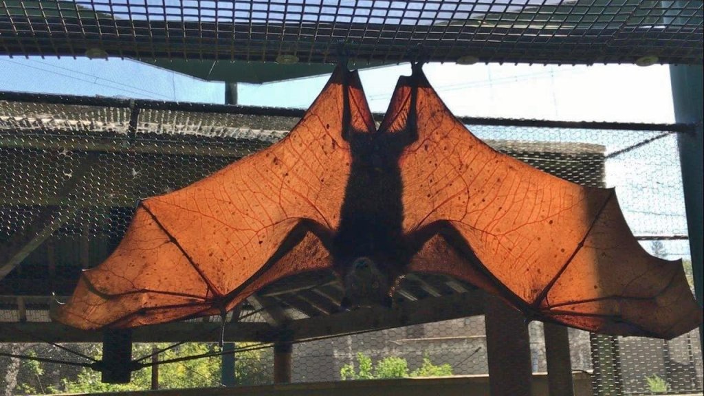 malayan flying fox wingspan