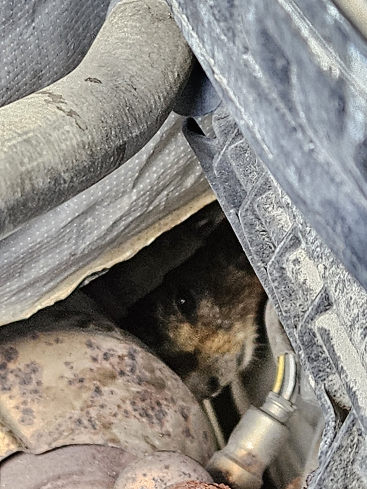 marmot in car engine