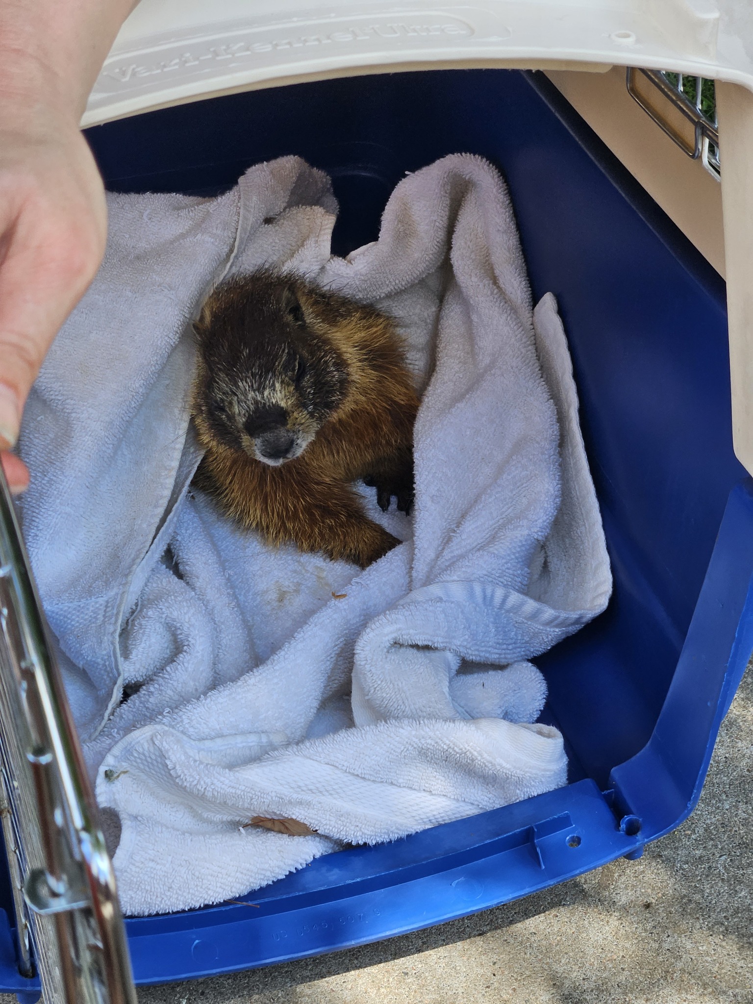 marmot safe