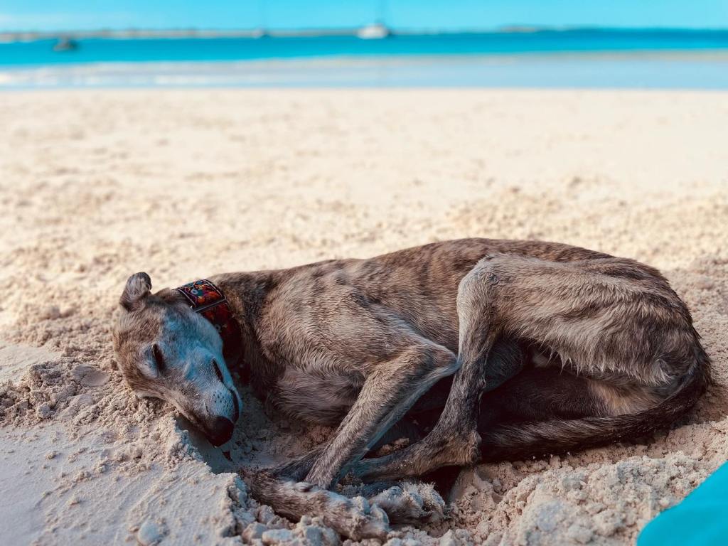 greyhound sleeping on the beach