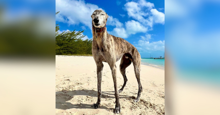 Milo the Greyhound at the beach.