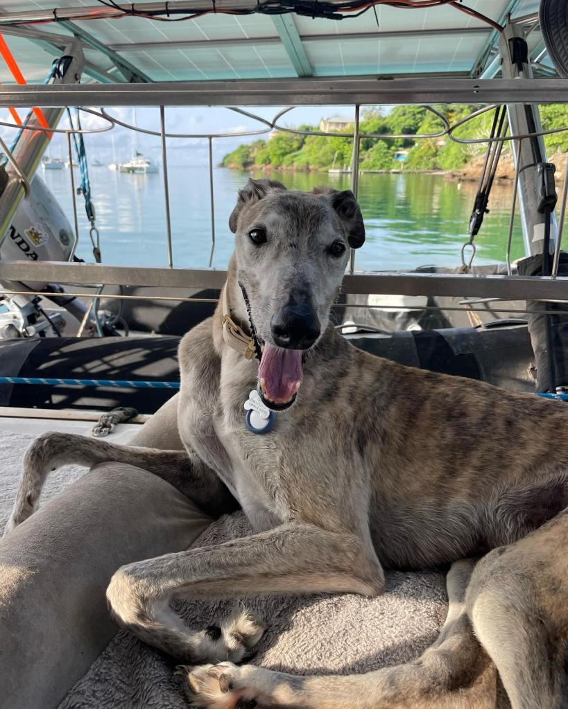 greyhound sitting on a sailboat