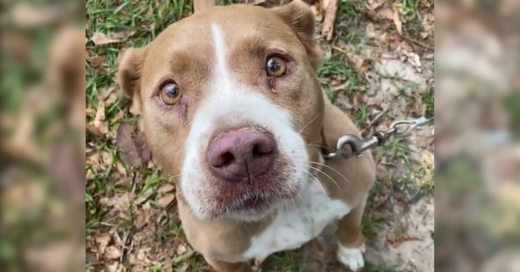 Dog Left Tied To Tree Gets Life She Always Deserved When New Homeowners ...