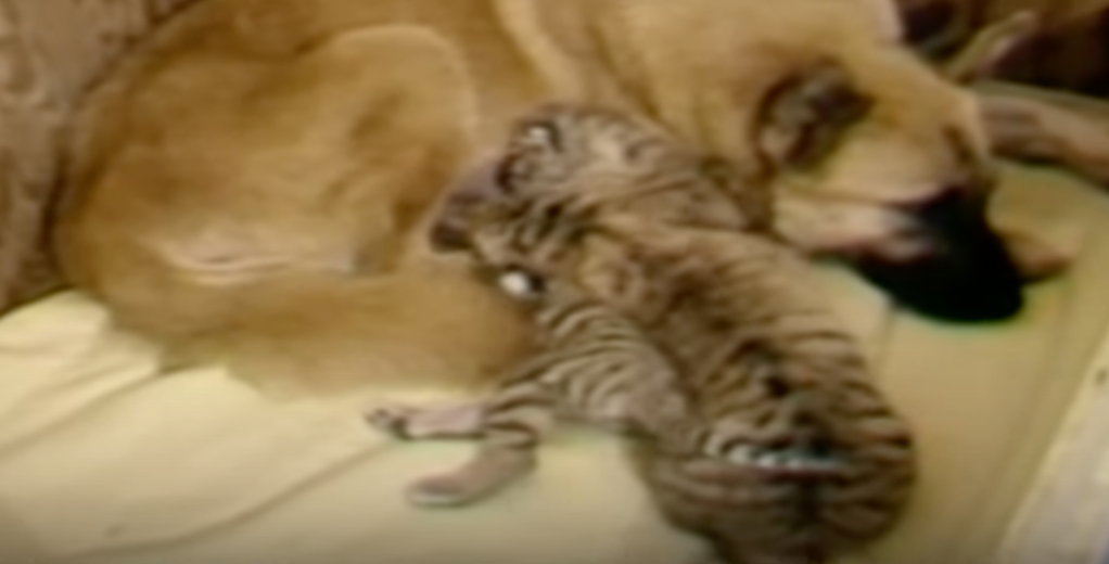 rosemary the dog and tiger cubs