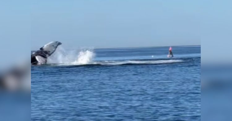 A tangled mama whale has been set free.