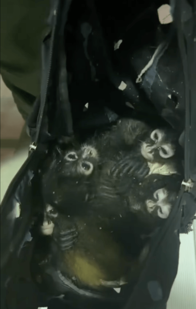spider monkeys in backpack