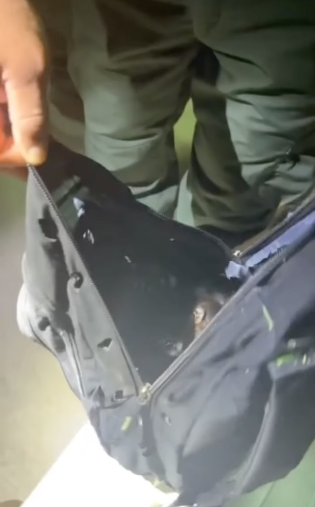 backpack smuggling monkeys