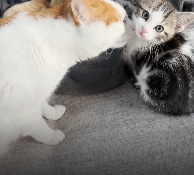 A white and orange cat gently sniffs a small black, white, and brown kitten who is looking at the camera with wide eyes.