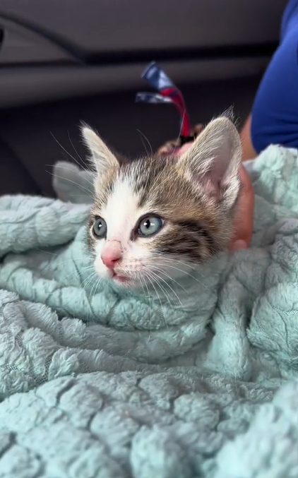 A close up of a kitten wrapped in a blanket on someone’s lap as they sit in a car.