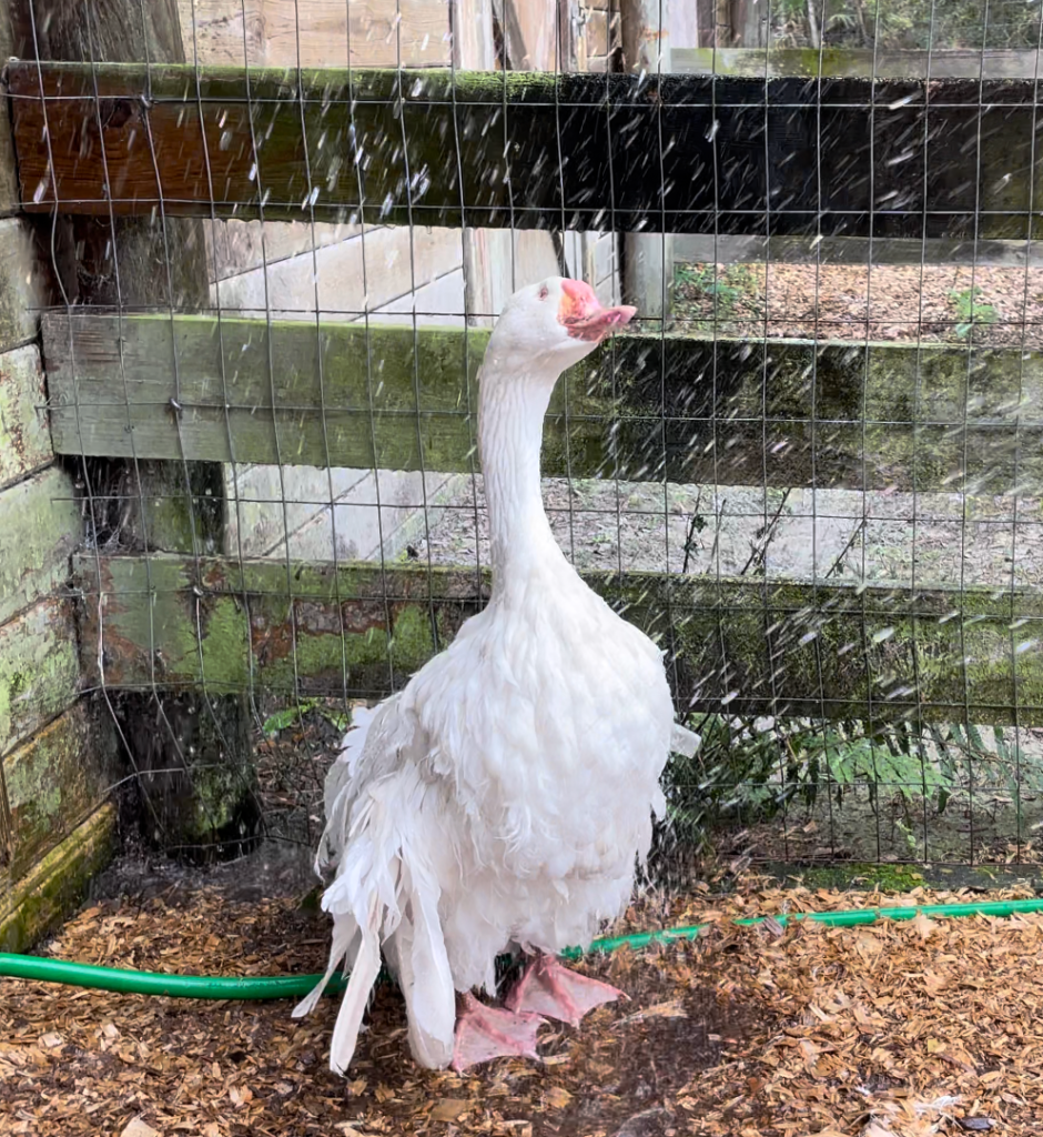 blind goose in rain
