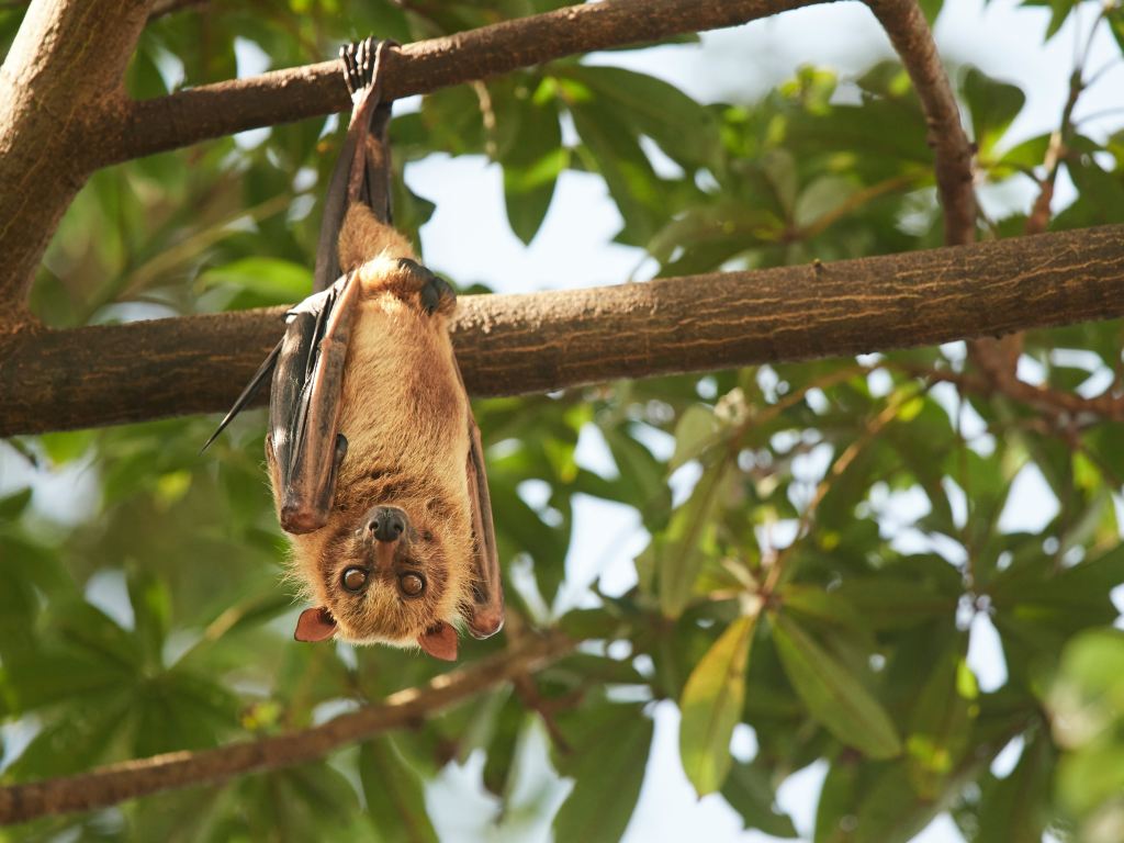A bat hangs upside down from a tree.