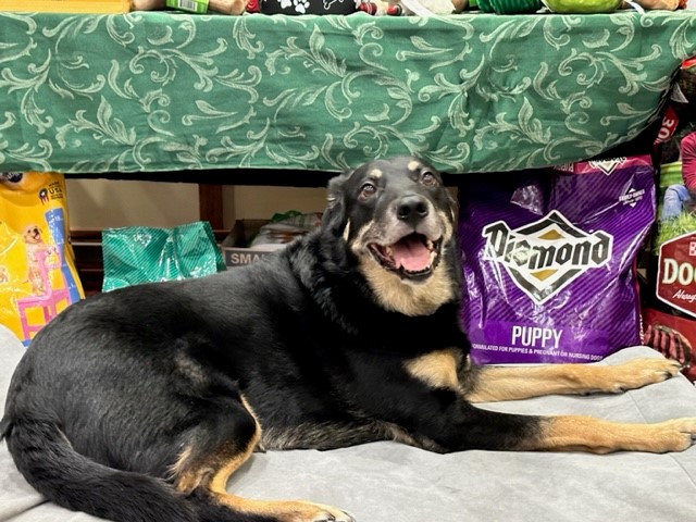 This shelter dog now has a permanent home.