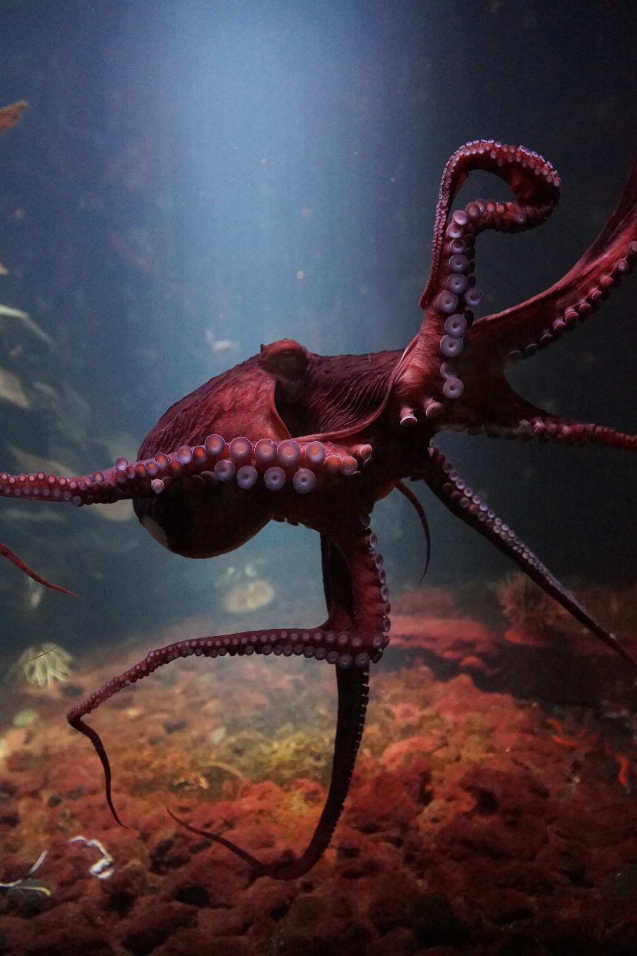 The Strange And Unusual World Of The Octopus — 4 Mind-Blowing